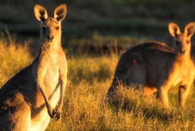 Grupos animalistas celebraron la decisi&oacute;n de no utilizar piel de canguro para la elaboraci&oacute;n de zapatos. 