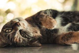 Keci: una gata con gustos musicales muy particulares