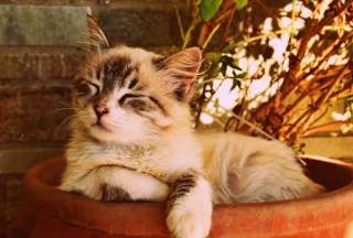 Una chica pidi&oacute; el divorcio porque su esposo trat&oacute; de regalar a su gato