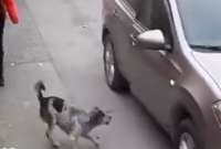 El animal impidió un asalto de la adolescente que caminaba por la calle.