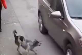 Perrito callejero salva a una adolescente de ser asaltada&nbsp;