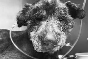 Muri&oacute; Esperanza, la perrita mestiza fue quemada viva cerca del intercambiador de Carcel&eacute;n, en el norte de Quito.