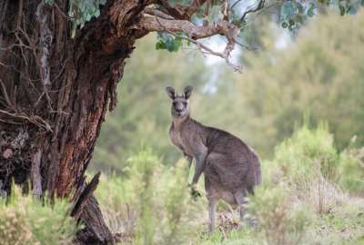 En Australia captaron a un canguro gigante.