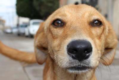 Un perro herido entra solo a una cl&iacute;nica veterinaria en Bolivia y se vuelve viral 