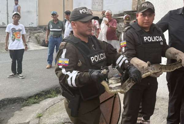 Personal de la Polic&iacute;a Nacional retir&oacute; una boa en el sector Florida. 