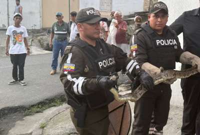Personal de la Polic&iacute;a Nacional retir&oacute; una boa en el sector Florida. 