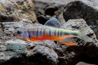 Descubren nueva especie de pez en este de China
