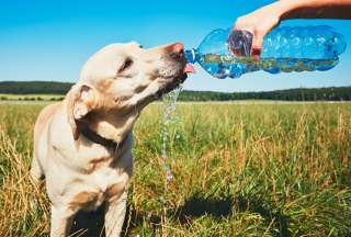 Perros y gatos en alerta por el calor extremo: c&oacute;mo protegerlos