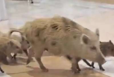 Espa&ntilde;a: Jabal&iacute;es fueron vistos paseando en un centro comercial