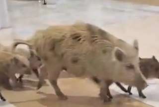 Espa&ntilde;a: Jabal&iacute;es fueron vistos paseando en un centro comercial