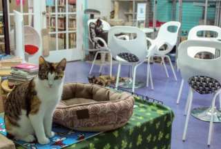 China: Cafeter&iacute;as donde perros y gatos "trabajan" como compa&ntilde;eros de los clientes
