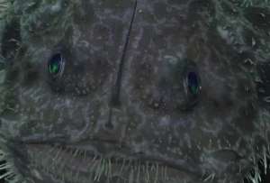 Imágenes captan al ‘demonio marino’ en Galápagos. 