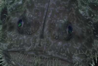 Im&aacute;genes captan al &lsquo;demonio marino&rsquo; en Gal&aacute;pagos. 
