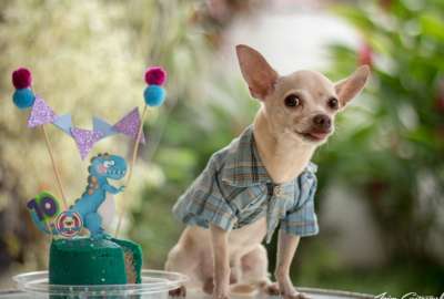 Con pastel y globos: chihuahua celebra su cumplea&ntilde;os #7