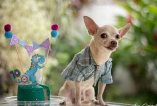 Con pastel y globos: chihuahua celebra su cumplea&ntilde;os #7