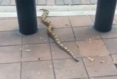 Bienestar Animal rescat&oacute; a una boa que estaba en la av. 9 de Octubre, en el centro de Guayaquil. 