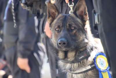 El desempe&ntilde;o de estos perros militares se ha evidenciado, especialmente, en los operativos ejecutados en los Centros de Privaci&oacute;n de Libertad, seg&uacute;n el Ej&eacute;rcito Ecuatoriano.