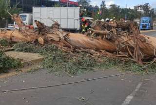 &iexcl;Precauci&oacute;n! Av. Interoce&aacute;nica est&aacute; parcialmente cerrada por ca&iacute;da de &aacute;rbol