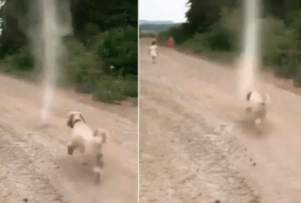 Un perro se enfrent&oacute; a un tornado y se hizo viral. 