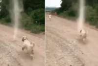 Un perro se enfrentó a un tornado y se hizo viral.