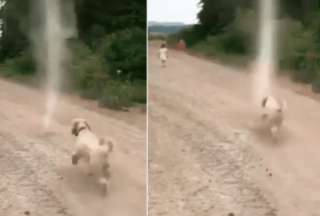 Viral | Un perro "lucha" contra un tornado