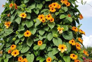 &lsquo;Susanita&rsquo;, la flor que amenaza a plantas nativas de Ecuador