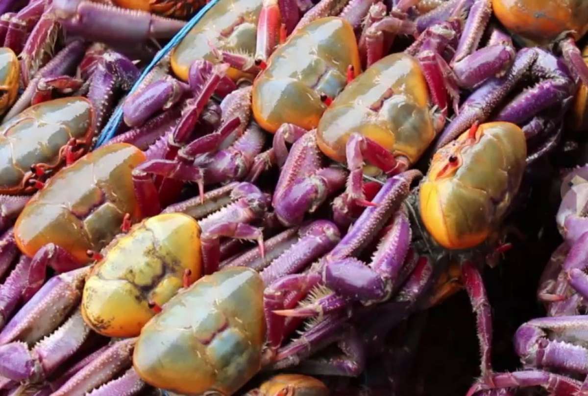 La veda del cangrejo termin&oacute; en Ecuador