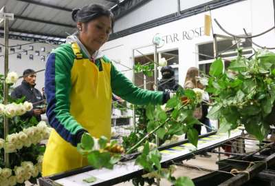 El Tratado de Libre Comercio (TLC) entre China y Ecuador permitir&aacute;, entre otros, desgravar de manera progresiva el arancel que se paga por el camar&oacute;n, banano, flores y m&aacute;s.