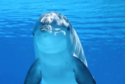 Rusia habr&iacute;a entrenando a delfines para que combatan fuerzas ucranianas