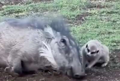 El video muestra la amistad entre un suricato y un jabal&iacute; jugando. 
