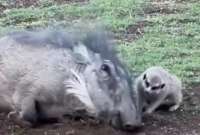 El video muestra la amistad entre un suricato y un jabalí jugando.