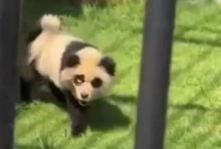Zool&oacute;gico chino revela que sus &ldquo;Pandas&rdquo; eran perros pintados