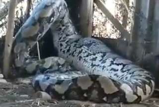 Una serpiente enorme causa conmoci&oacute;n en redes sociales