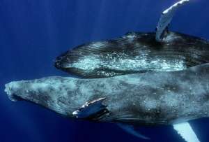  Estas son las actividades que se realizar&aacute;n para el avistamiento de ballenas jorobadas en Santa Elena, Salinas y Puerto L&oacute;pez.