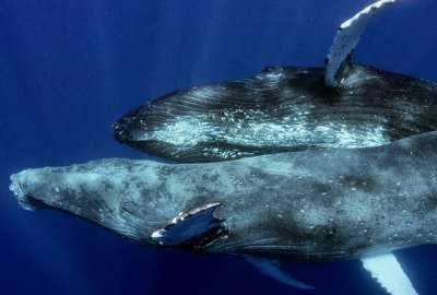  Estas son las actividades que se realizar&aacute;n para el avistamiento de ballenas jorobadas en Santa Elena, Salinas y Puerto L&oacute;pez.