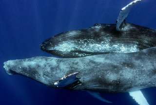 Arranca la temporada de avistamiento de ballenas jorobadas