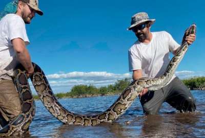 Las pitones representan una amenaza para la fauna local en Florida.