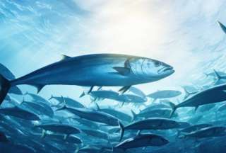 Ecuador es protagonista en la protecci&oacute;n del at&uacute;n marino