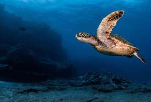 Reserva Marina Hermandad conmemora hoy su tercer aniversario desde su establecimiento oficial.