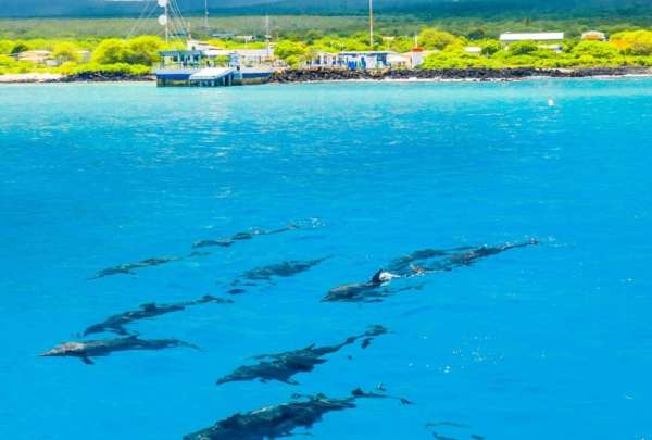 &iexcl;Espectacular avistamiento en Gal&aacute;pagos! 