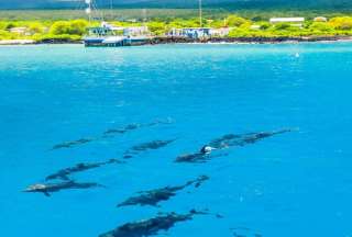 &iexcl;Espectacular avistamiento en Gal&aacute;pagos!
