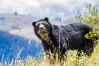 El oso de anteojos es una de las especies amenazadas del Ecuador.