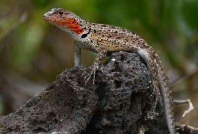 Presentan gu&iacute;a sobre zona de Ecuador entre m&aacute;s diversas de reptiles y anfibios en el mundo