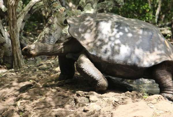 'La Galapaguera' es un centro de crianza de tortugas gigantes en San Crist&oacute;bal. 