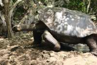 'La Galapaguera' es un centro de crianza de tortugas gigantes en San Cristóbal.