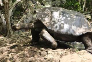 Gobierno Nacional implementa "visitas guiadas" a centro de crianza de tortugas gigantes en San Crist&oacute;bal
