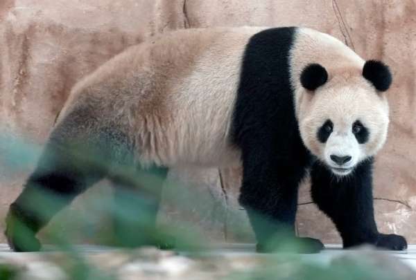 Suhail y Soraya, una pareja de pandas, que llegaron como obsequio de China para Qatar.