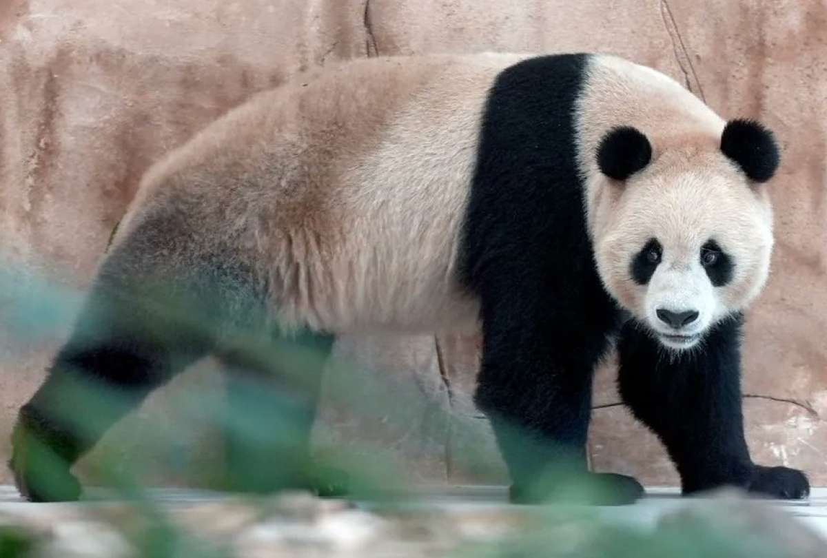 Suhail y Soraya, una pareja de pandas, que llegaron como obsequio de China para Qatar.