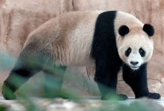 China est&aacute; ya en el mundial de Qatar con su selecci&oacute;n de osos pandas