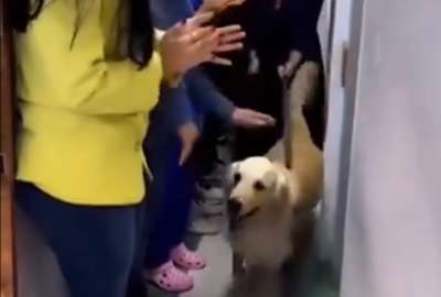 Un perrito luch&oacute; por su vida por 54 d&iacute;as. El can recibi&oacute; disparos mientras cuidaba su casa.